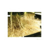 NFT Gro Tank GN 150