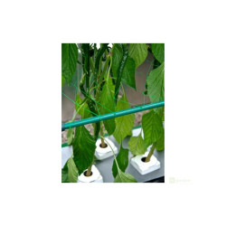 NFT Gro Tank GN 150