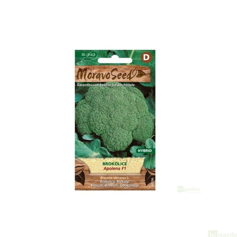 Semínka MoravoSeed Brokolice APOLENA F1 – hybrid, 30s