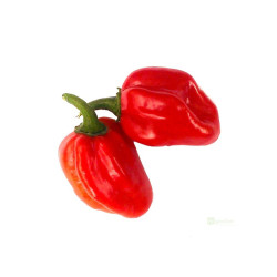 Semínka Piquant Paprička chilli HABANERO RED SAVINA