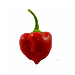 Semínka Piquant Paprička chilli HABANERO RED SAVINA