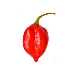 Semínka Piquant Paprička chilli HABANERO RED SAVINA