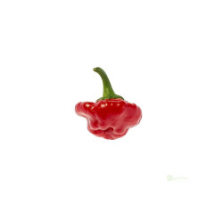 Semínka Piquant Paprička chilli JAMAICAN ROSSO