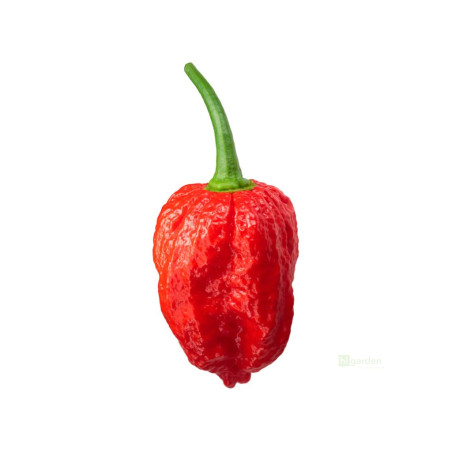 Semínka Piquant Paprička chilli NAGA MORICH