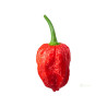 Semínka Piquant Paprička chilli NAGA MORICH