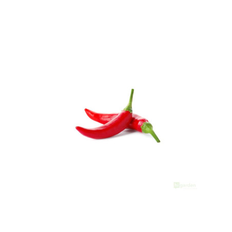 Semínka Piquant Paprička chilli SALTILLO