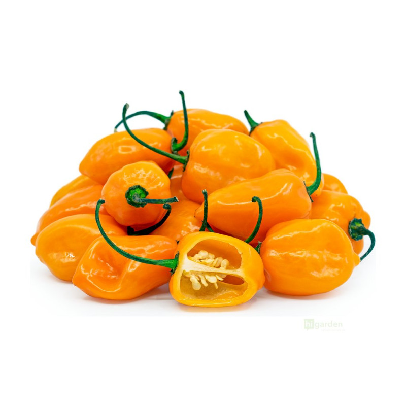 Semínka Piquant Paprička chilli HABANERO ORANGE