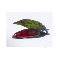 Semínka Piquant Paprička chilli ATZECO
