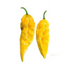 Semínka Piquant Paprička chilli BHUT JOLOKIA YELLOW