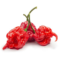 Semínka Piquant Paprička chilli CAROLINA REAPER