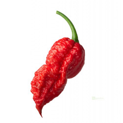 Semínka Piquant Paprička chilli BHUT JOLOKIA RED