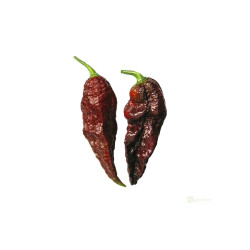 Semínka Piquant Paprička chilli BHUT JOLOKIA CHOCOLATE