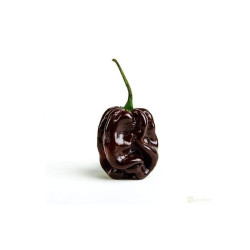 Semínka Piquant Paprička chilli HABANERO CHOCOLATE