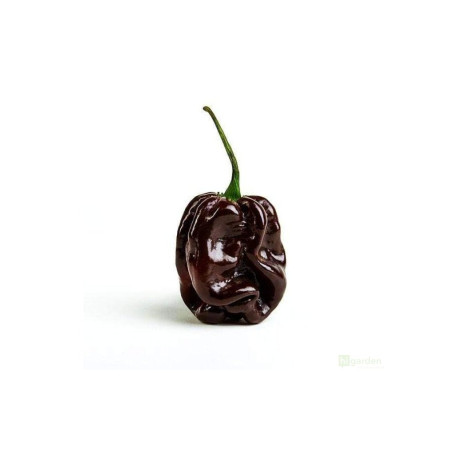 Semínka Piquant Paprička chilli HABANERO CHOCOLATE