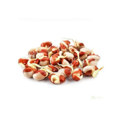Microgreens, semínka na klíčky - Fazole adzuki 50g