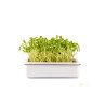 Microgreens, semínka na klíčky - Slunečnice 20g