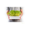 Microgreens, semínka na klíčky - Slunečnice 20g