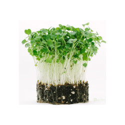 Microgreens, semínka na klíčky - Rukola (roketa) 10g