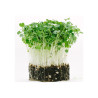 Microgreens, semínka na klíčky - Rukola (roketa) 10g