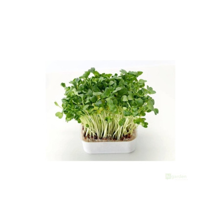 Microgreens, semínka na klíčky - Řeřicha 30g