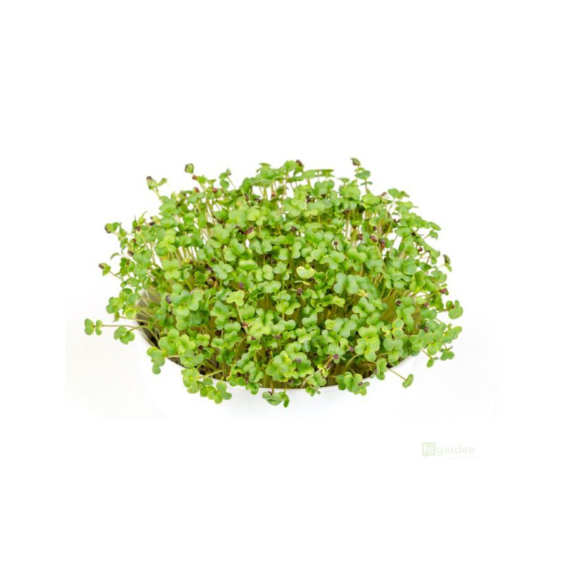 Microgreens, semínka na klíčky - Hořčice černá 20g