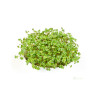 Microgreens, semínka na klíčky - Hořčice černá 20g