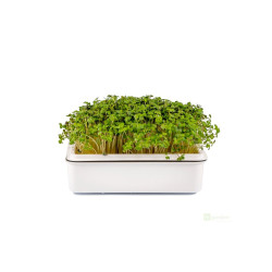 Microgreens, semínka na klíčky - Hořčice černá 20g