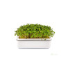 Microgreens, semínka na klíčky - Hořčice černá 20g