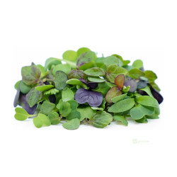 Microgreens, semínka na klíčky - Směs čínská 40g