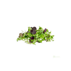 Microgreens, semínka na klíčky - Směs čínská 40g