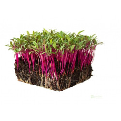 Řepa červená na microgreens, 50 g