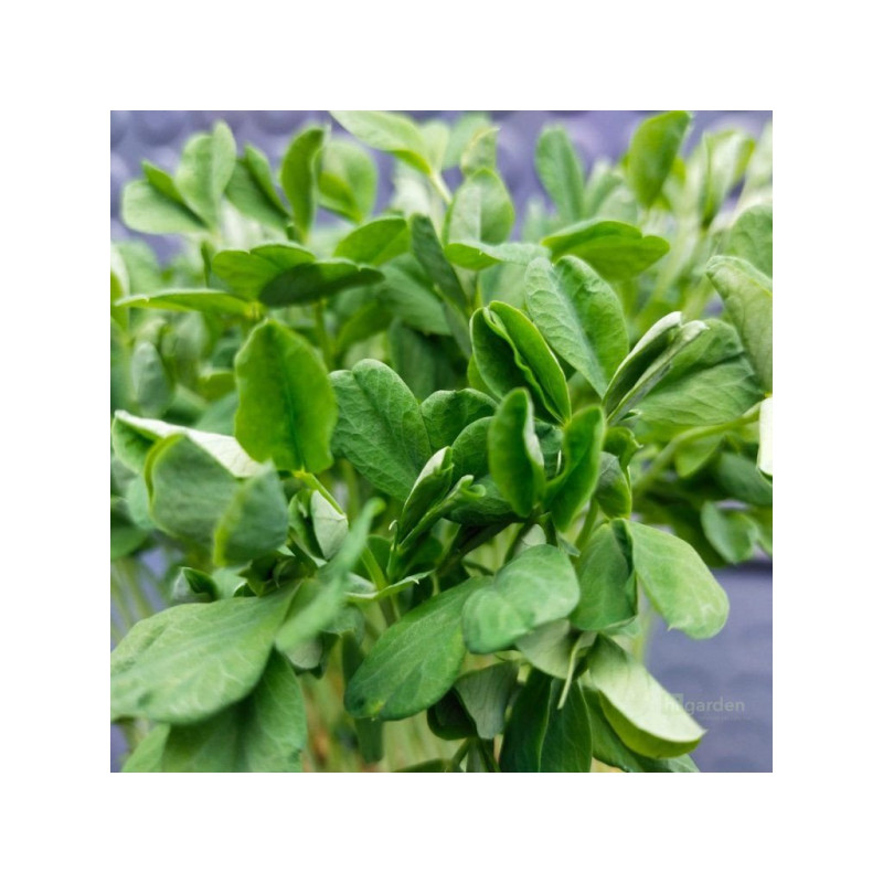 Hrách setý Maple Leaf na microgreens, 100 g