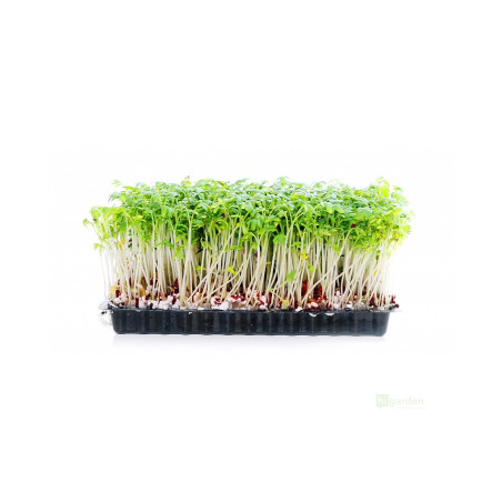 Řeřicha setá na microgreens, 50 g