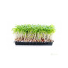 Řeřicha setá na microgreens, 50 g