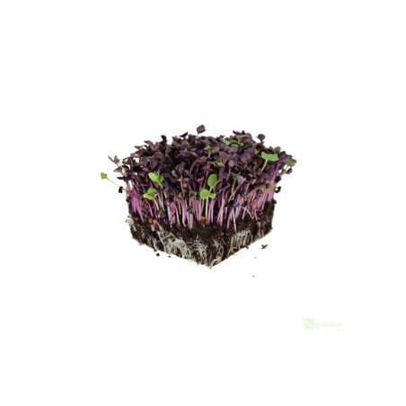 Microgreens, semínka na klíčky - Ředkvička Red Hurricane 10g