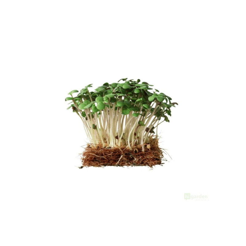 Hořčice bílá na microgreens, 50 g