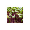 Červené zelí na microgreens, 50 g