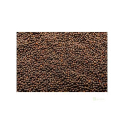 Červené zelí na microgreens, 50 g