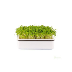 Microgreens, semínka na klíčky - Brokolice 10g