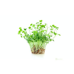 Jetel nachový na microgreens, 50 g