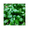 Pískavice řecké seno na microgreens, 50 g