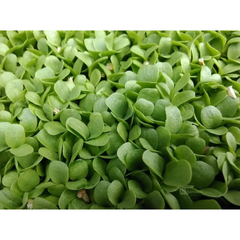 Čekanka na microgreens, 50 g