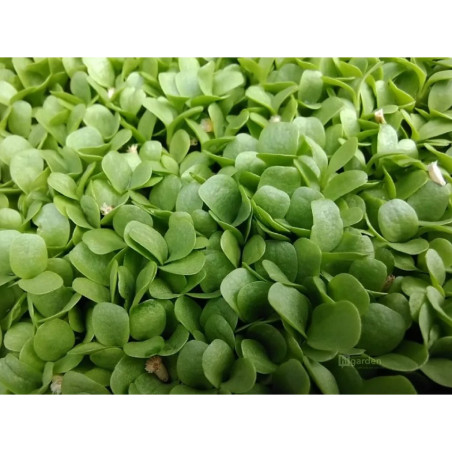 Čekanka na microgreens, 50 g