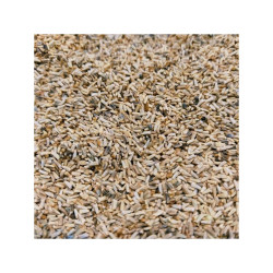 Čekanka na microgreens, 50 g