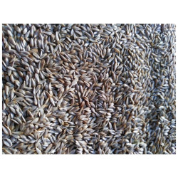 Salát Blonde De Paris na microgreens, 50 g