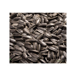 Slunečnice roční na microgreens, 1 kg
