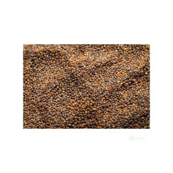 Rukola na microgreens, 500 g