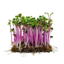 Ředkev China Rose na microgreens, 1 kg
