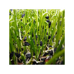 Pór zahradní na microgreens, 50 g