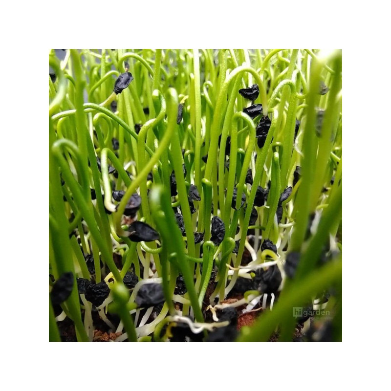 Pór zahradní na microgreens, 50 g